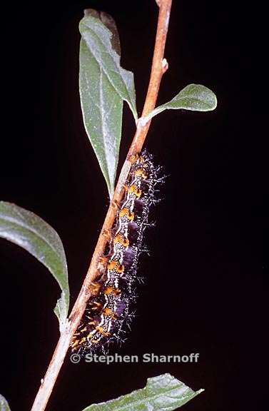 buckeye caterpillar 1 graphic